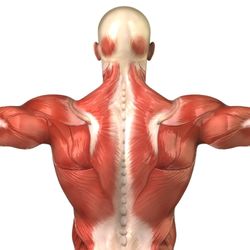 Vi Massage Therapy