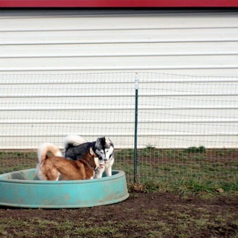 Joyful Noise Dog Boarding - More fun at Joyful Noise. - Pet Sitting Near Me - Albany, Oregon Joyful Noise Dog Boarding - More fun at Joyful Noise. - Pet Sitting Near Me - Albany, Oregon