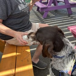 M & M Dari Ripple - Dog friendly