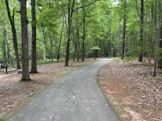 William B. Umstead State Park by null