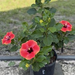 Emerald Island Garden Center