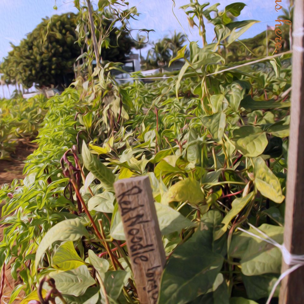 Cyclops Farm - Beans Beans and Beans. Joniene - Farmers Market Near Me - Oceanside, California Cyclops Farm - Beans Beans and Beans. Joniene - Farmers Market Near Me - Oceanside, California
