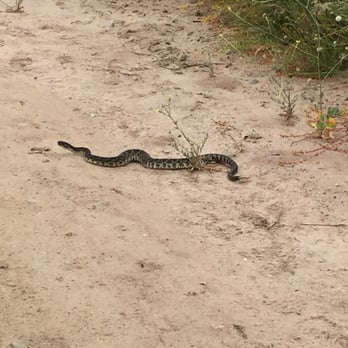 Topanga State Park - Rattlesnake!! Keep your eyes on the trail and stay alert. - Parks Near Me - Topanga, California Topanga State Park - Rattlesnake!! Keep your eyes on the trail and stay alert. - Parks Near Me - Topanga, California