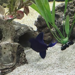 Hardy's Aquatics & Pets - ....