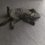 Photo of Miss D's Moving & Grooming