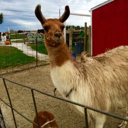 Kregel's Pumpkin Patch - Llama
