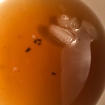 East Bay Spice - FLIES in my togo cocktail :( - Indian Near Me - Berkeley, California East Bay Spice - FLIES in my togo cocktail :( - Indian Near Me - Berkeley, California