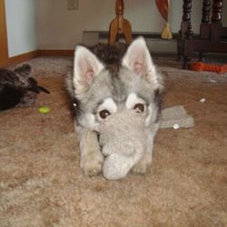 Valley Veterinary Hospital - My dog Sesi.
