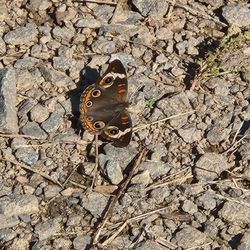 Lenn Park - Beautiful butterflies..in October.