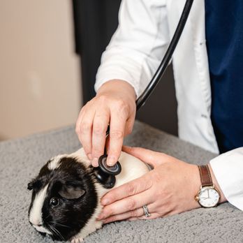 GoodVets - Lohi - Veterinarians Near Me - Denver, Colorado GoodVets - Lohi - Veterinarians Near Me - Denver, Colorado