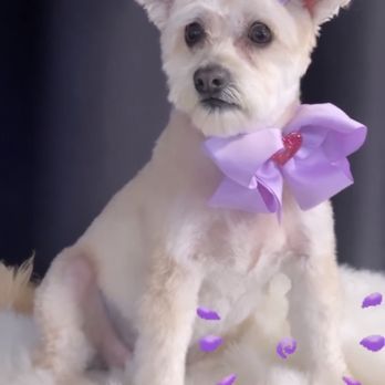 Paws in Motion DB - Pet Groomers Near Me Paws in Motion DB - Pet Groomers Near Me