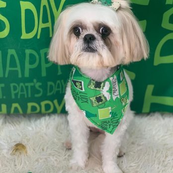 Woof! Here It Is! - Zoey dog!! - Pet Groomers Near Me - Tampa, Florida Woof! Here It Is! - Zoey dog!! - Pet Groomers Near Me - Tampa, Florida