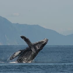 Kayak Adventures Worldwide - Our trips offer fantastic opportunities for wildlife viewing!