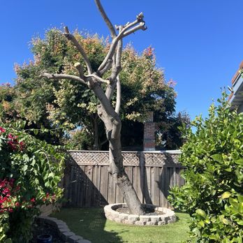 Mendoza Landscaping - Avocado tree - after - Gardeners Near Me Mendoza Landscaping - Avocado tree - after - Gardeners Near Me