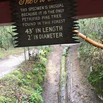 The Petrified Forest - So cool! - Parks Near Me - Calistoga, California The Petrified Forest - So cool! - Parks Near Me - Calistoga, California