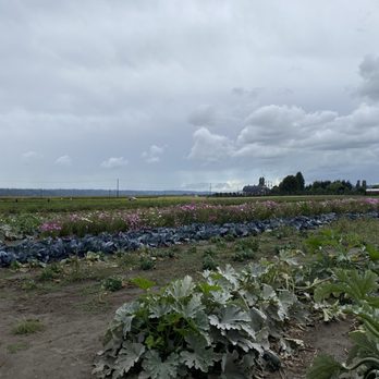Bailey Family Farm - Zucchini kale squash rows - Pick Your Own Farms Near Me - Snohomish, Washington