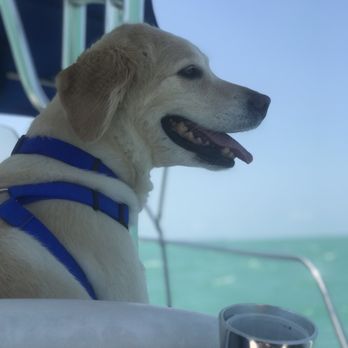 Capt Sheri's Wild About Dolphins - Tours Near Me - Key West, Florida Capt Sheri's Wild About Dolphins - Tours Near Me - Key West, Florida