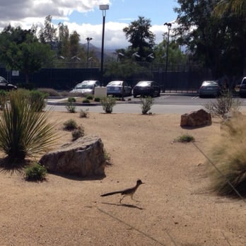 Ruth Hardy Park - We met the road runner at the park! - Parks Near Me - Palm Springs, California