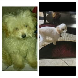 Grooming by Georjean - Tanner before and after