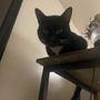 Photo of Newport Animal Hospital