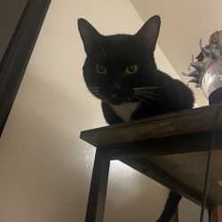 Newport Animal Hospital - Cat