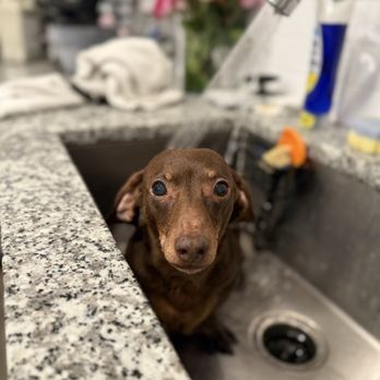 Dogtopia - Dogtopia keeps him young. 15 and still runs toybox like he's 2. - Pet Boarding Near Me - Houston, Texas Dogtopia - Dogtopia keeps him young. 15 and still runs toybox like he's 2. - Pet Boarding Near Me - Houston, Texas