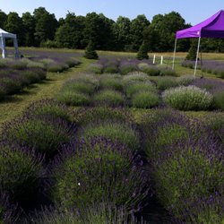 Lavender Festival - Ripe field of Lavender