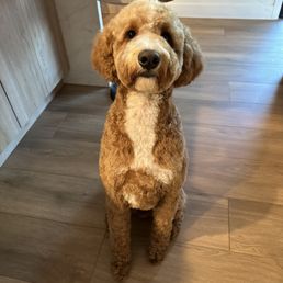 Colin look extra cute after his fresh cut by The Pawton