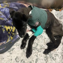 Our dog after the ER trip