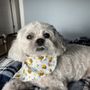 Photo of iBark Grooming Salon
