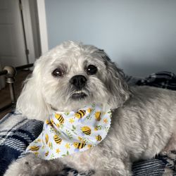 iBark Grooming Salon