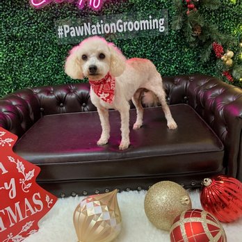 Paw Nation Grooming - Pet Groomers Near Me - Cypress, California