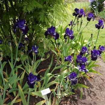 Schreiner's Iris Gardens - Nurseries & Gardening Near Me - Salem, Oregon Schreiner's Iris Gardens - Nurseries & Gardening Near Me - Salem, Oregon