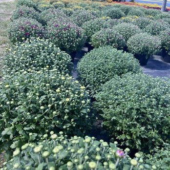 DJ's Berry Patch - Do-It-Yourself Food Near Me - Apex, North Carolina