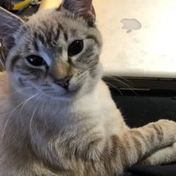 Jackson Hwy Veterinary Clinic - Kicked Out! Missy can no longer go to this clinic! Her owner refused the clinic to give her a high Mercury filled Rabies shot.