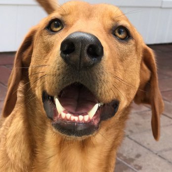 Happy Dogs - Pet Groomers Near Me - Brooklyn, New York Happy Dogs - Pet Groomers Near Me - Brooklyn, New York