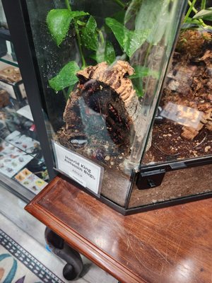 PORTLAND INSECTARIUM - Updated March 2026 - 44 Photos - 5429 N Moore ...