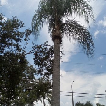 Just Right Tree Service - Tree Services Near Me - Miami Gardens, Florida Just Right Tree Service - Tree Services Near Me - Miami Gardens, Florida