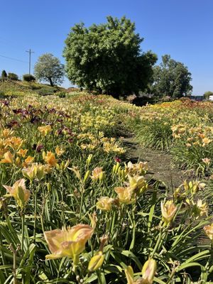 Amador Flower Farm by null