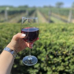 Pellegrini Vineyards - Cheers