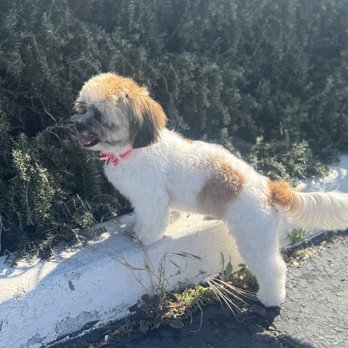 Just Pawfect Grooming - Dog - Pet Groomers Near Me Just Pawfect Grooming - Dog - Pet Groomers Near Me