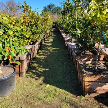 Trees Outlet - More citrus - Nurseries & Gardening Near Me - Sacramento, California Trees Outlet - More citrus - Nurseries & Gardening Near Me - Sacramento, California
