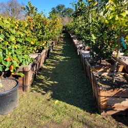 Trees Outlet - More citrus