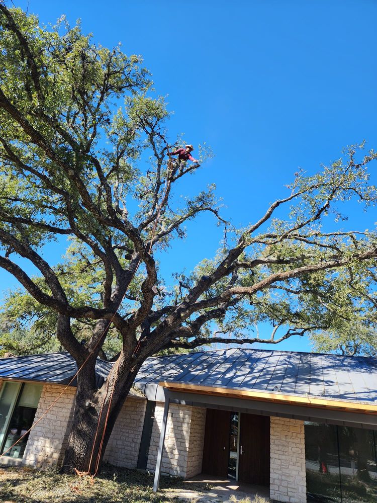 Slide of Gladiator Tree Experts & Landscaping