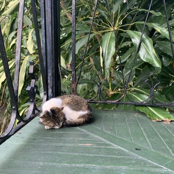 Ernest Hemingway Home  - Cat - Museums Near Me - Key West, Florida