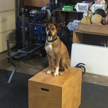 Out N' About Dog Training - Pet Training Near Me