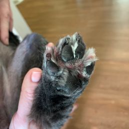 Cut nail too low and blood on paw