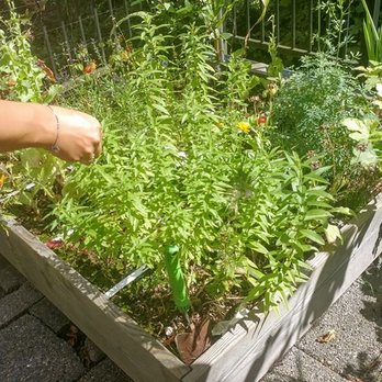 Hungry Birds - Food Tours Near Me - Amsterdam, New Hampshire