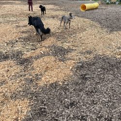 Red Hill Dog Park - Dog park visit