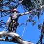 Photo of Deadwood Tree Service